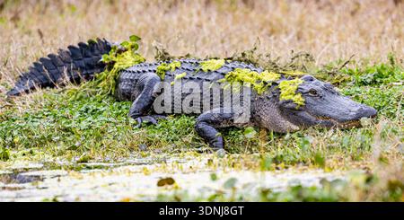 Palude di alligatore americano - missippiensi di alligatore in nuoto in acqua - rettile minacciato della Florida - dettagli ravvicinati di occhi e denti Foto Stock
