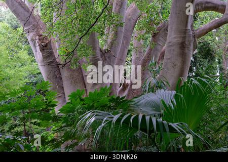 Moreton Bay Fig nel verde Foto Stock