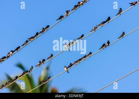 Fienile Swallows arroccato su linee elettriche vicino a Kalametiya, Sri Lanka Foto Stock