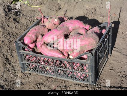 La raccolta delle patate dolci o delle kumara (Ipomoea batatas). Foto Stock