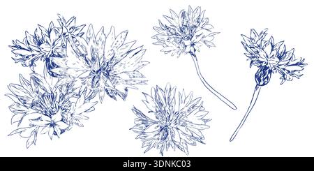 Contorno floreale con fiori di fiordaliso blu. Adesivi monocromatici con contorno botanico stagionale per tè alle erbe di design, cosmetici naturali, medicina Illustrazione Vettoriale