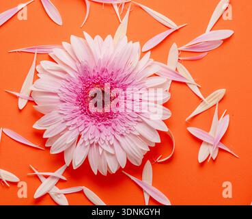 Delicato fiore di gerbera rosa circondato da petali di fiori su sfondo arancione. Vista dall'alto. Foto Stock