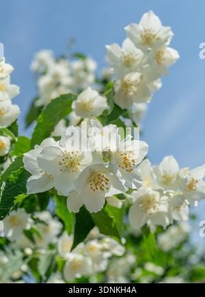 Fiori di gelsomino bianco che fioriscono su un cespuglio di gelsomino (Filadelfo) contro un cielo azzurro. Questa pianta altamente profumata è ampiamente conosciuta come gelsomino da giardino Foto Stock