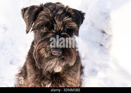 Lo schnauzer nero in miniatura si trova nella neve Foto Stock