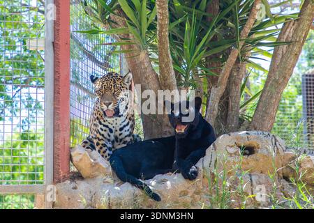 Due grandi gatti sono sdraiati su una roccia in una posizione soleggiata all'interno di un recinto esterno. Uno è un leopardo con macchie distinte, e l'altro è una pantera nera. Foto Stock