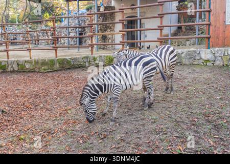 Due zebre di Grant pascolano fianco a fianco su un pavimento ricoperto di foglie dello zoo durante l'autunno. Foto Stock