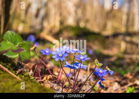 Fiori di Hepatica fioriti in primavera Foto Stock