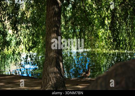 Vista tranquilla dei rami di alberi verdi che pendono sull'acqua calma con riflessi scintillanti. Ideale per ambienti naturali Foto Stock