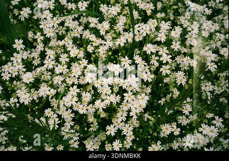 neve in estate copertura del terreno fiori su pellicola da 35 mm Foto Stock