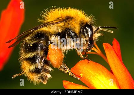 PRIMO PIANO ESTREMO DI UN'APE BRITANNICA SELVATICA CHE MOSTRA UN GRANDE CESTINO PIENO DI POLLINE E RACCOGLIE POLLINE E NETTARE DA UN FIORE DI CROCOSMIA Foto Stock