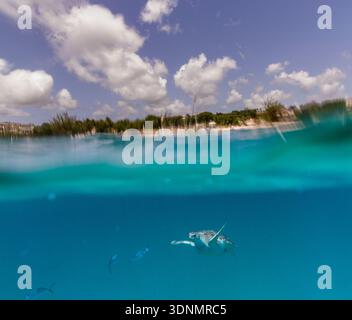 Una fotografia mozzafiato sopra-sotto-spaccata cattura una tartaruga marina falco che vola attraverso le acque cristalline e turchesi delle Barbados, con... Foto Stock