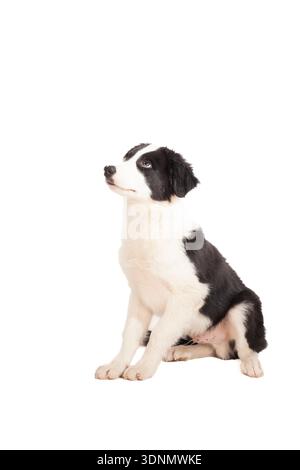 simpatico cucciolo bordercollie che si trova in studio Foto Stock