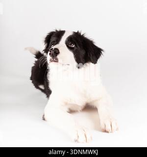 simpatico cucciolo bordercollie che si stende in studio guardando in alto Foto Stock