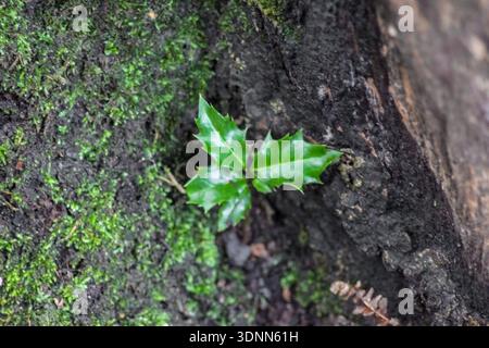 Piccole foglie verdi di agrifoglio inglese emergono dalla corteccia scura e muschiata degli alberi. Il primo piano mostra un fogliame vivace e spinoso che cresce in uno stretto. Foto Stock