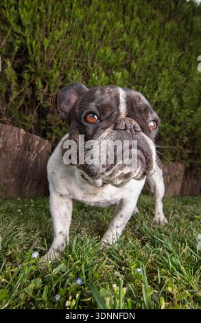 Un giocoso bulldog francese si erge in un giardino lussureggiante, con gli occhi spalancati di curiosità. Il terreno è erba punteggiata da piccoli fiori, e una siepe forma un naturale Foto Stock