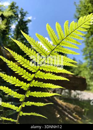 Foglie di felce verdi fresche illuminate da una luce solare brillante contro un cielo azzurro. La delicata struttura delle foglie e le vivaci tonalità di verde esaltano il rinnovamento. Foto Stock