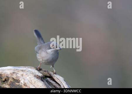 Parula sarda femminile (Curruca melanocephala) arroccata su un ramo. Foto Stock