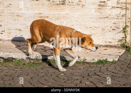 Cane randagio a Tirana, Albania Foto Stock