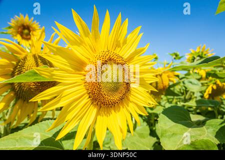 Un vivace primo piano di un girasole che crogiola sotto un cielo azzurro, con i suoi petali dorati che si irradiano dal centro illuminato dal sole. Altri girasoli sono visibl Foto Stock