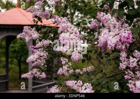 Splendidi fiori di lilla fioriscono in un lussureggiante giardino primaverile vicino a un incantevole gazebo in legno, che mostra vibranti sfumature di rosa e viola in mezzo a un backdro Foto Stock