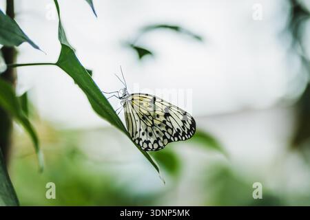 Delicatamente appollaiata su una foglia verde, una farfalla di carta di riso mostra il suo intricato motivo bianco e nero in un ambiente sereno e naturale, evidenziando il suo carattere Foto Stock