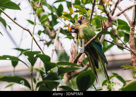 Due coloratissimi budgerigi arroccati su rami frondosi, circondati da un vivace fogliame verde. La scena cattura l'essenza della natura e della fauna selvatica, Highli Foto Stock