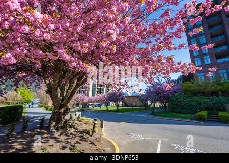 Una splendida giornata primaverile in Canada con fiori di ciliegio in piena fioritura che costeggia una tranquilla strada urbana. I vibranti fiori rosa contrastano con l'edificio moderno Foto Stock