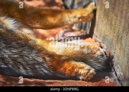 Primo piano gamba di volpe grigia e pelliccia sulla superficie di pietra illuminata dal sole Foto Stock