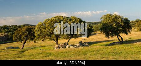 Querce nella campagna spagnola dorata Foto Stock