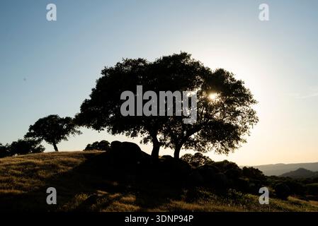 Profilo dell'albero di quercia al tramonto nella campagna spagnola Foto Stock