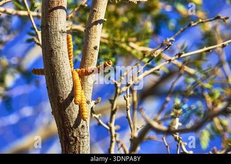 I semi e i rami degli alberi si chiudono alla luce del sole con Desert Flora Foto Stock