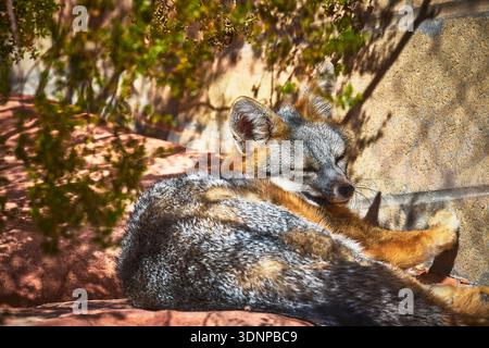Grey Fox riposa alla luce del sole allo Springs Preserve Nevada Wildlife Animal Close Up Foto Stock