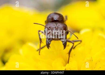 Foto macro di una formica sul fiore giallo con il suo mandibulato aperto. Foto Stock