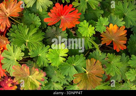 Foglie rosse e verdi di Geranium Macrorrhizum (geranio bigroot, geranio bulgaro, gru da roccia) texture fondo. Foto Stock