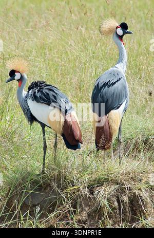 Coppia di colorate gru coronate grigie minacciate di estinzione nel Parco Nazionale del Serengeti Tanzania Africa savana Foto Stock