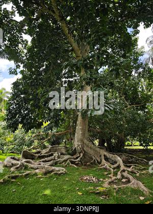 Grande albero tropicale con enormi radici esposte nel Sir Seewoosagur Ramgoolam Botanical Garden (Pamplemousses Botanical Garden), Mauritius, gennaio 2026. Foto Stock