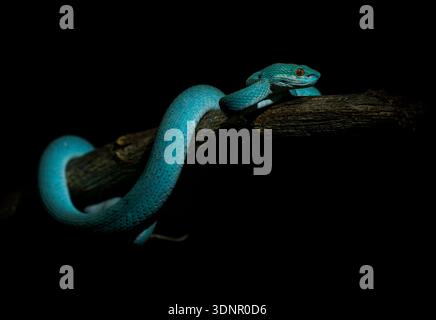 Variante di colore blu di Trimeresurus insularis , indonesiano o Isole della sonda minore Pit viper, Sunda con labbra bianche o dalla coda rossa, anche popularl Foto Stock