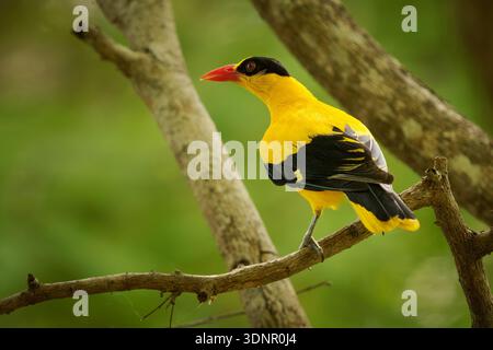 oriole nafta nera - Oriolus chinensis uccello passerino della famiglia oriole che si trova in molte parti dell'Asia - Siberia, Ussuriland, Cina, Corea, vi Foto Stock