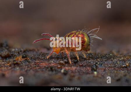 La piccola carina Springtail sta camminando su un albero morto Foto Stock