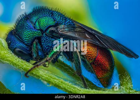 Vista del profilo di una colorata vespa di cuculo, vespa dalla coda rubina che dorme in un fiore bianco nella foresta, su sfondo blu [Hedychrum sp.] Foto Stock