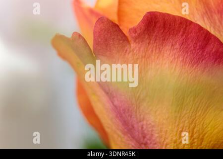 Primo piano di vivaci petali di rosa arancione con sfocatura artistica intenzionale. Morbida texture floreale per una bellezza femminile e un design di lusso. Foto Stock