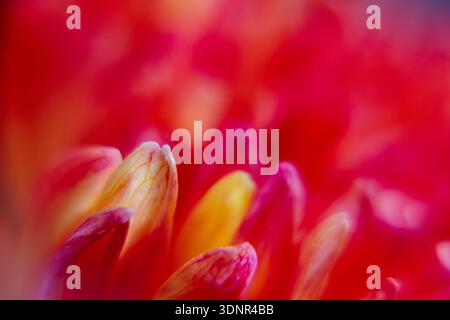 Astratto di vivaci petali magenta con messa a fuoco morbida. Texture floreale eterea per sfondi dal design grafico moderno e audace. Foto Stock