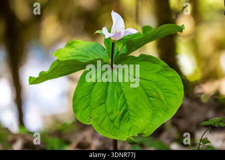 Trillium occidentale, Trillium ovatum, fiorente lungo il fiume Dosewallips, Olympic National Forest, Washington State, Stati Uniti Foto Stock