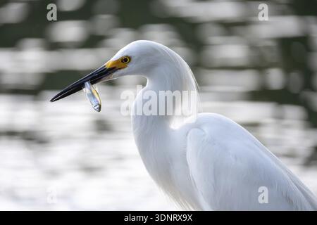 Airone grigio vivo (Egretta thula) con pesce appena pescato nel becco, Buenos Aires, Argentina Foto Stock