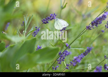 Farfalla di limone (Gonepteryx rhamni) su fiori di lavanda (Lavandula), Sassonia, Germania Foto Stock