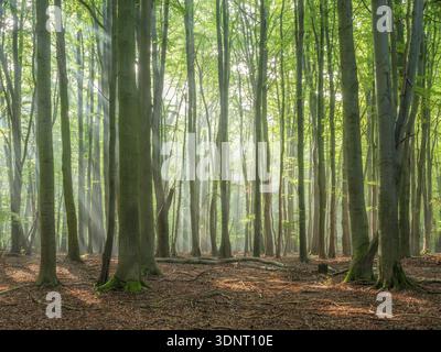 Antica foresta di faggi naturale con nebbia mattutina e raggi del sole, catena montuosa Hohe Schrecke, Turingia, Germania Foto Stock