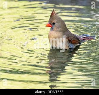 Cardinale del Nord (Cardinalis cardinalis) al Bentsen Rio grande Valley State Park, Mission, Texas Foto Stock