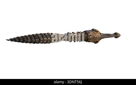 Alligatore americano (Alligator missippiensis) sommerso in acqua con una chiara riflessione, isolato su sfondo bianco Foto Stock