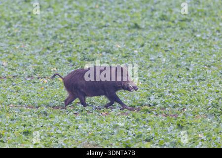 Cinghiale, Sus scrofa, scrofa in fuga, Schleswig-Holstein, Germania Foto Stock