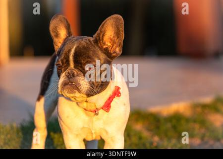 Un affascinante Bulldog francese si staglia nella calda luce dorata, indossando un collare rosso. Il canino fedele sembra attento e accogliente, ideale per famiglie, animali domestici e animali domestici Foto Stock